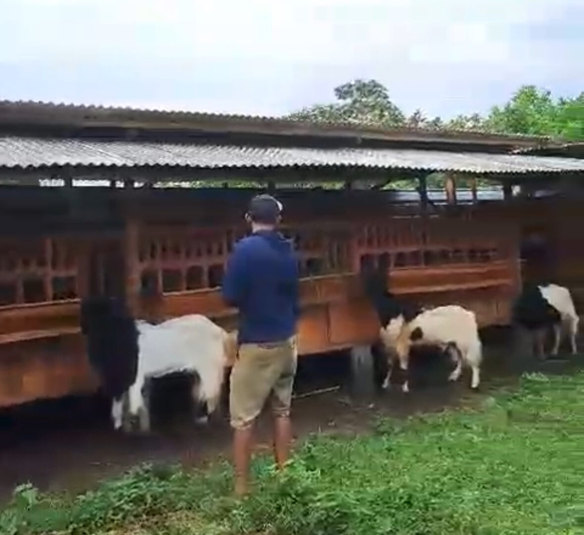 Penjual Hewan Kurban Di Kota Malang