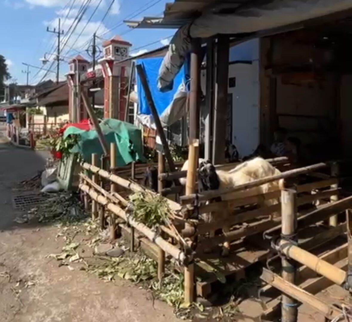 Lapak Kambing Kurban Sepi Pembeli Di Jalan Peltu Sujono Malang