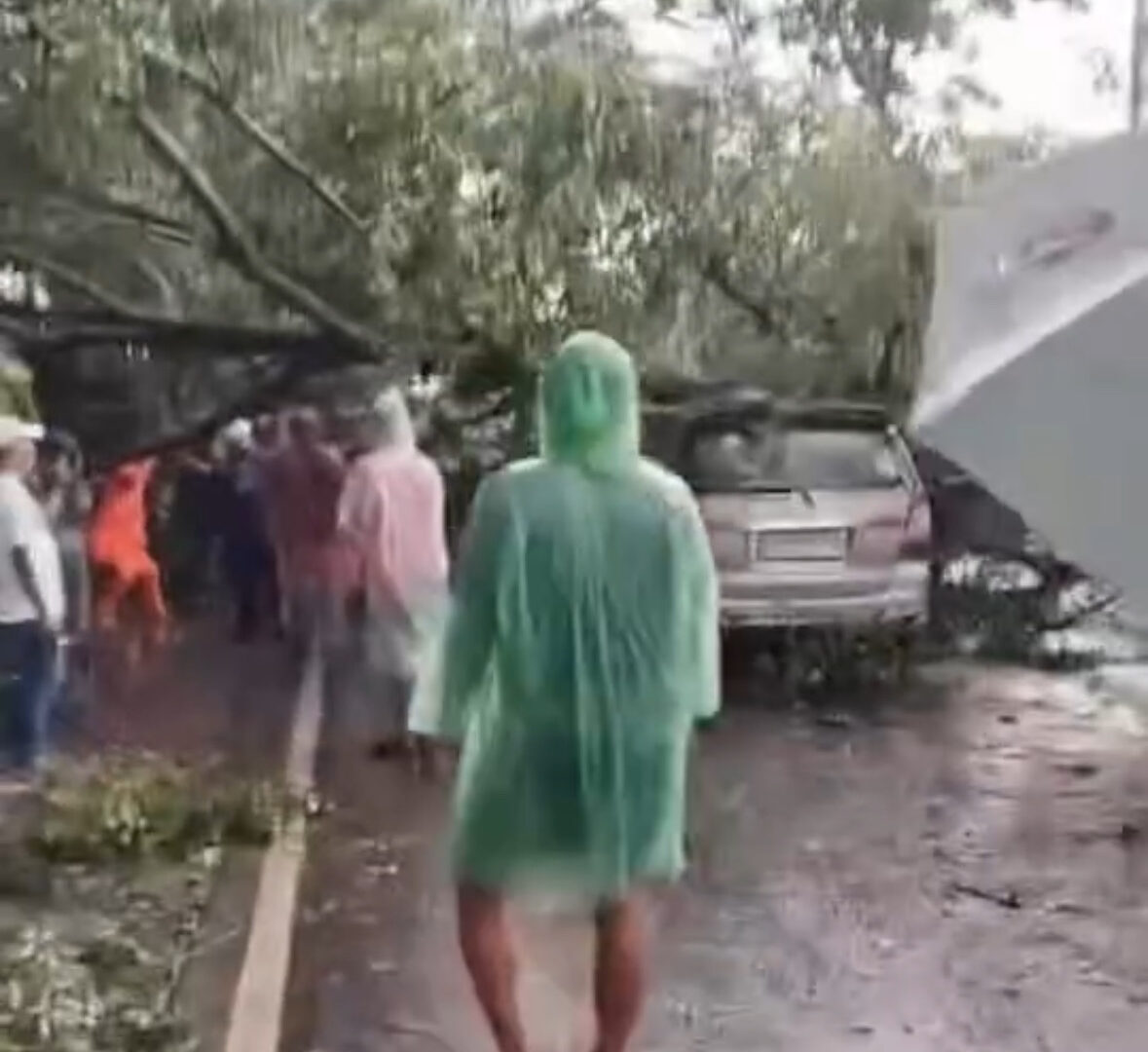 Kendaraan Yang Tertimpa Pohon Tumbang Di Kota Malang
