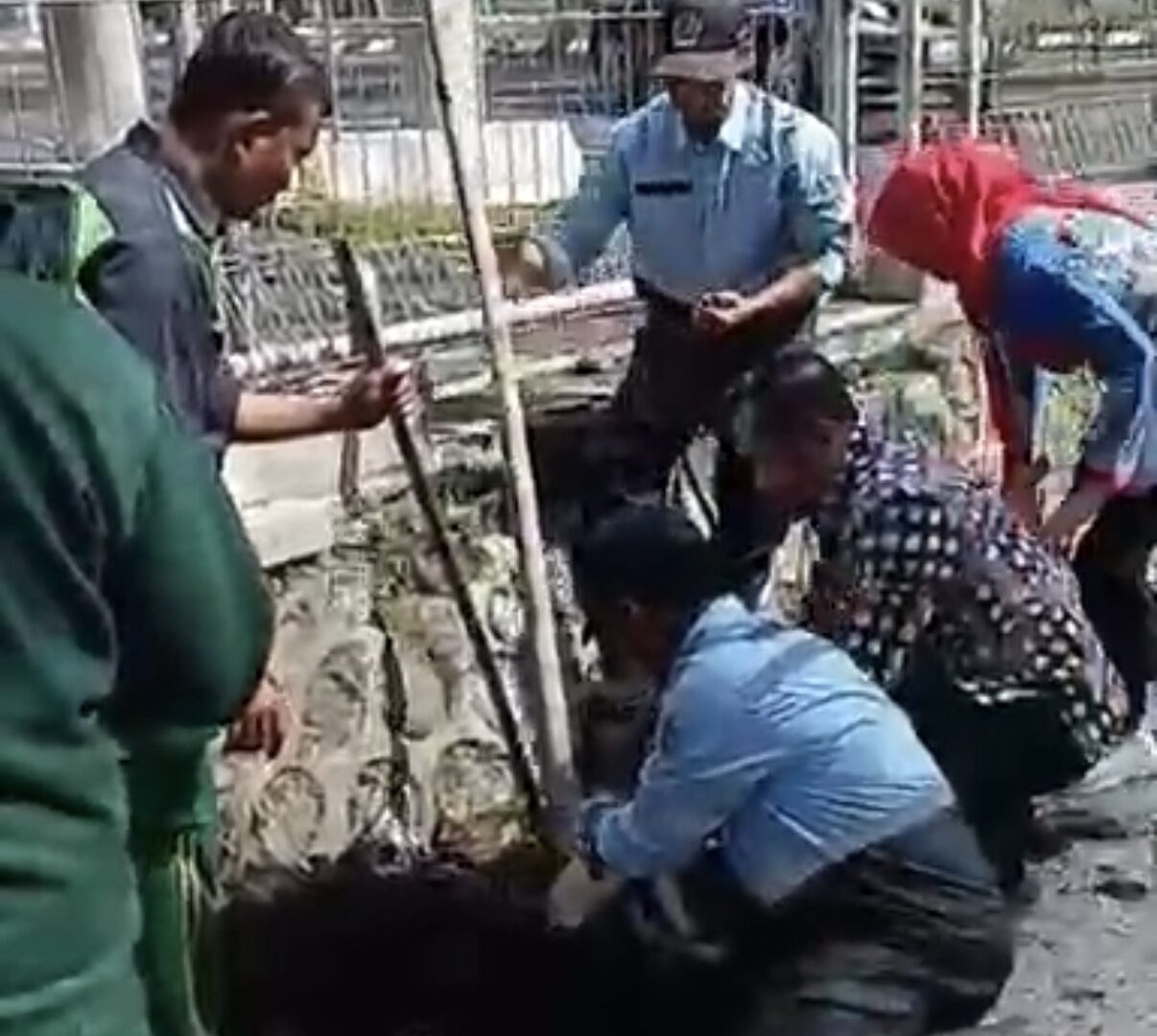 DLH Kota Malang Menanam Pohon Tabebuya Di Kawasan Suhat