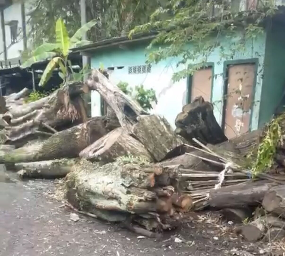 Tumpukan Batang Kayu Hasil Penebangan Di Gudang DLH Kota Malang Yang Siap Dilelang