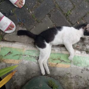Delapan Kucing Mati Misterius Di Malang Diduga Akibat Racun