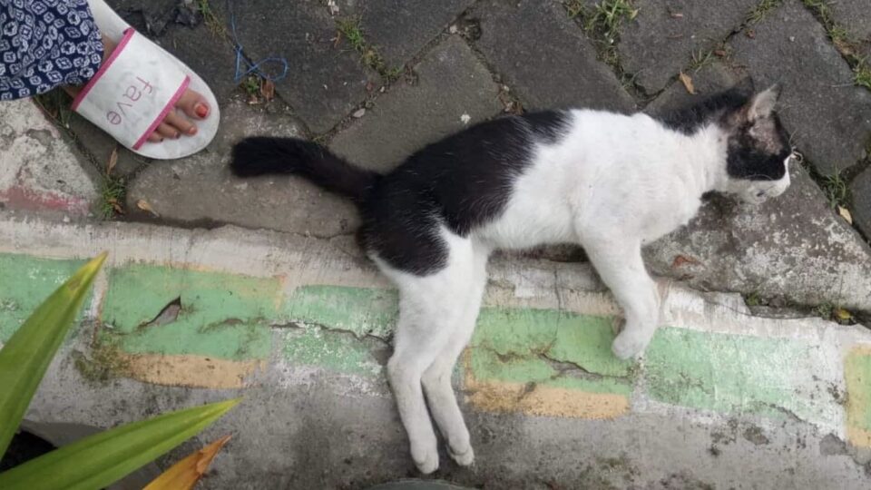 Delapan Kucing Mati Misterius Di Malang Diduga Akibat Racun