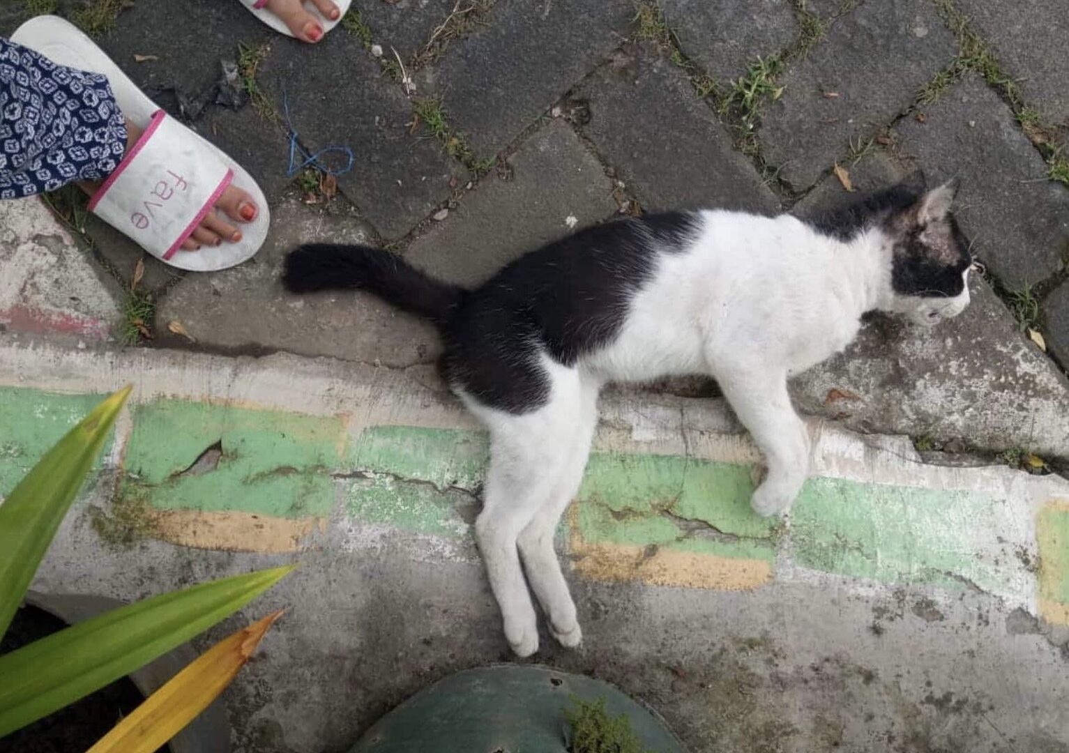 Delapan Kucing Mati Misterius Di Malang Diduga Akibat Racun