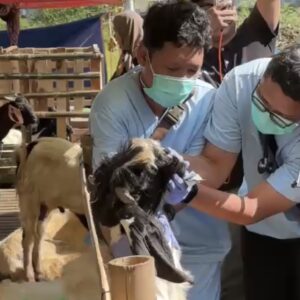 Petugas Memeriksa Kesehatan Hewan Kurban Di Kota Malang