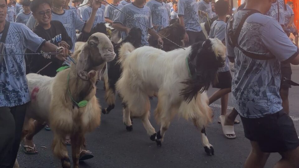 Arak-arakan Kambing Kurban Di Kidul Pasar Malang
