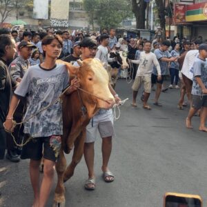 Tradisi Arak-arakan Hewan Kurban Saat Iduladha Di Kota Malang
