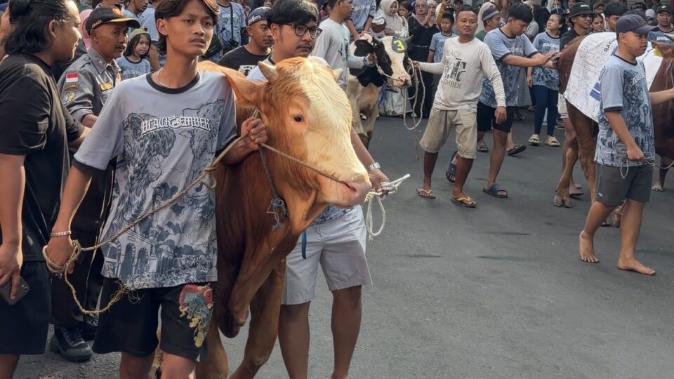 Tradisi Arak-arakan Hewan Kurban Saat Iduladha Di Kota Malang